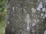 image of grave number 853025
